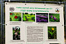 В Саратове продолжается реконструкция Ботанического сада 