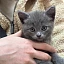 Саратовские ветеринары за один прием «сменили пол» котенку Тошке