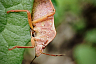 Саратовцу на Кумысной поляне позировали жук-усач и клоп-охотник