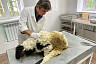 Ветеринары спасли от гибели барана с «шерстяными камнями» в желудке 